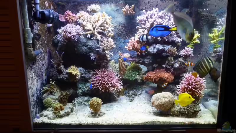 Aquarium Neues Becken von Madlen Gajda (4)