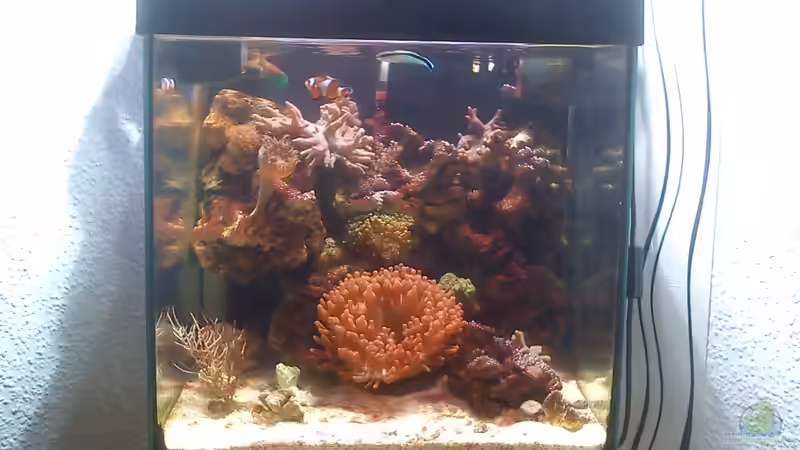 Aquarium neues nano von Lennox (2)
