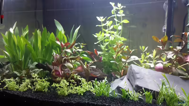 Aquarium Neuland von Medusa7 (2)