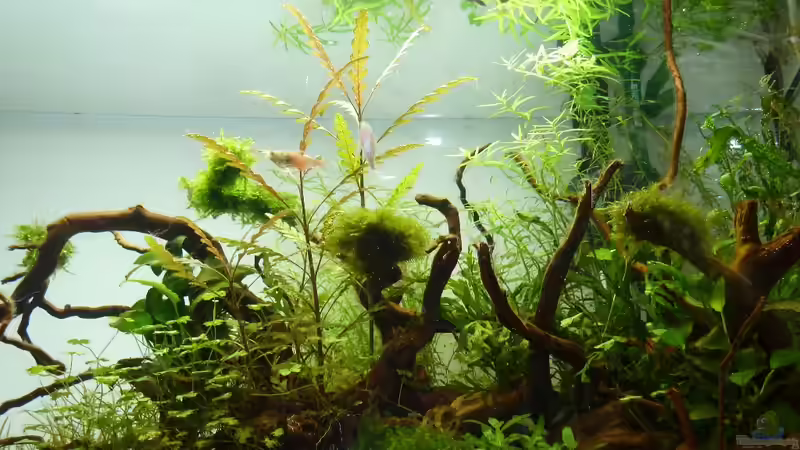 Aquarium New Beginning... von Martin W. (12)