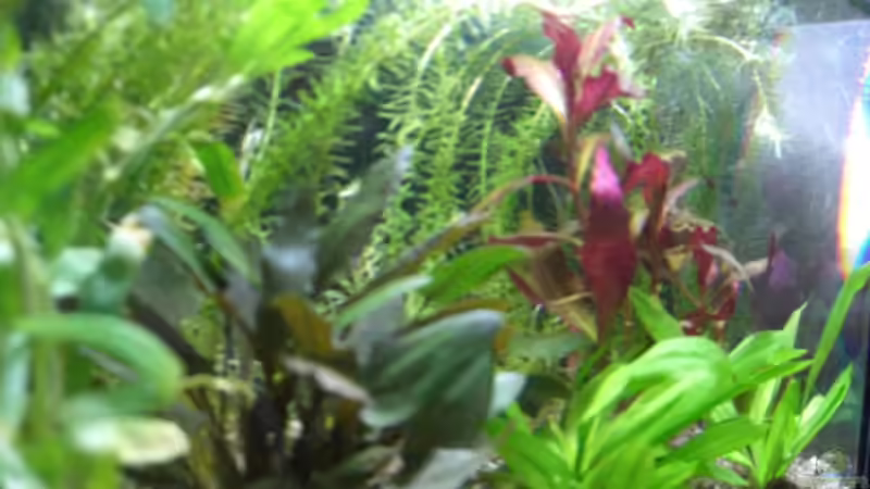 Aquarium New Nano ;) von Barabas (2)