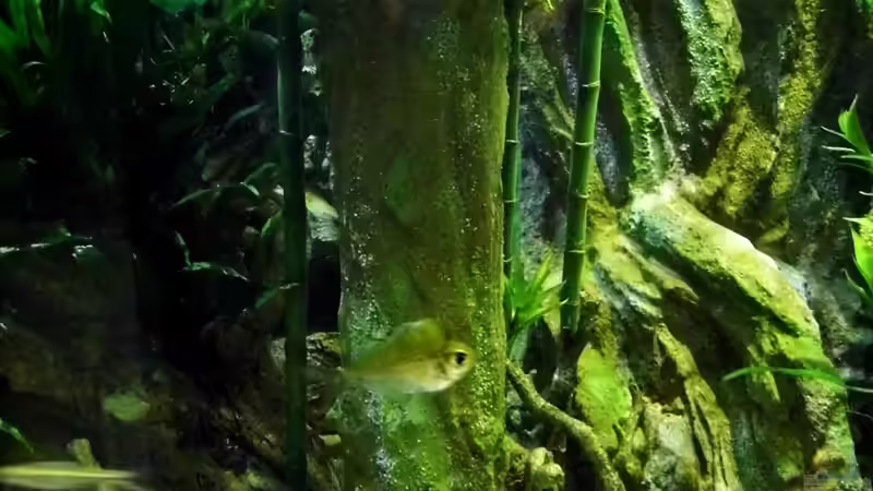 Aquarium New Underwater World von snooze (24)