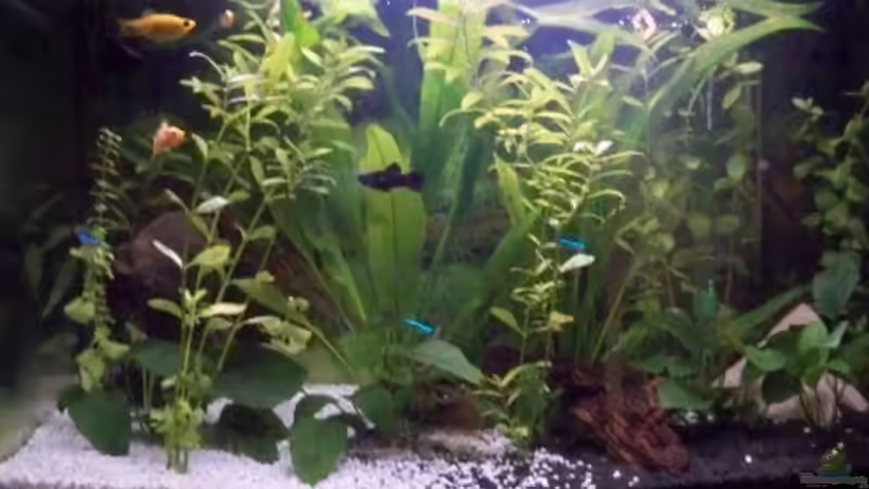 Aquarium New von Pätti (2)