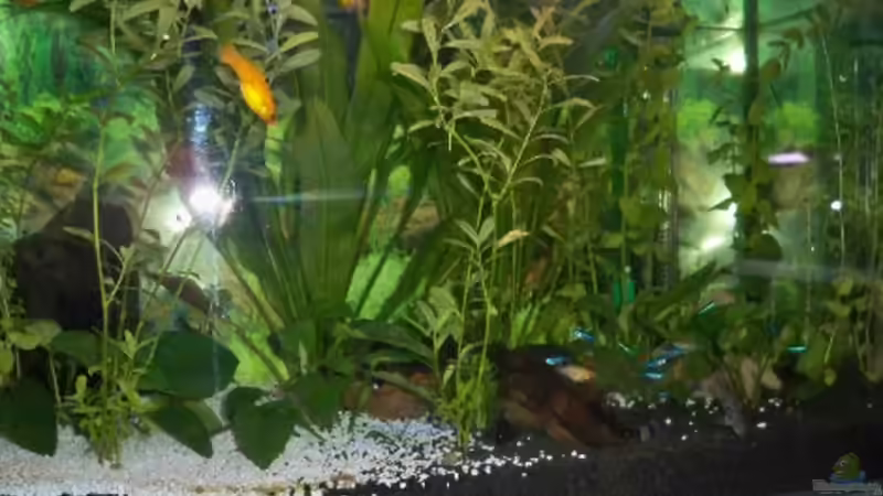 Aquarium New von Pätti (5)