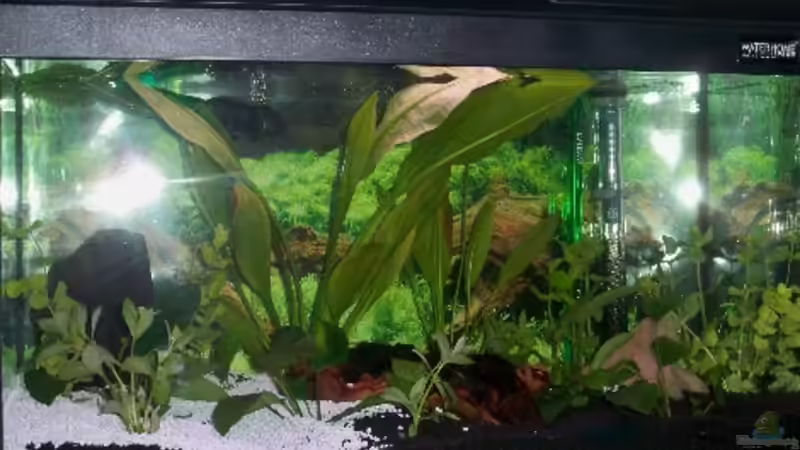 Aquarium New von Pätti (6)