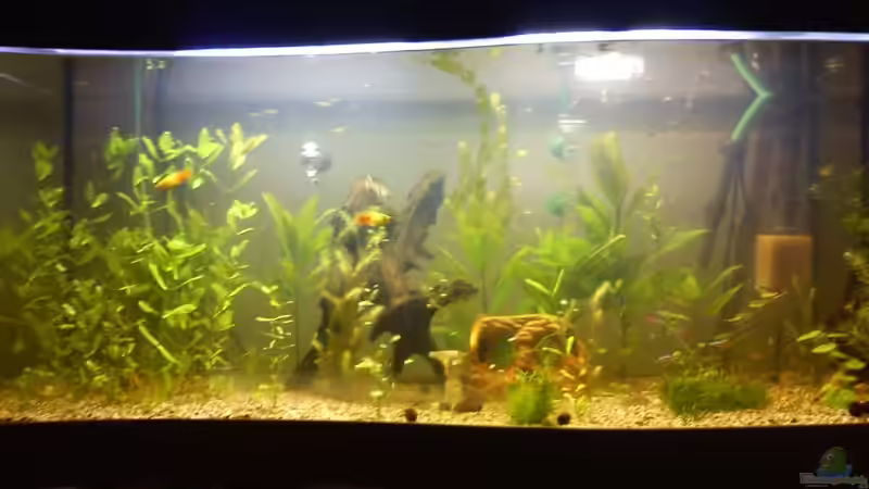 Aquarium New World Gesellschaftsbecken von Guppyfan (2)