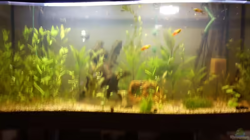 Aquarium New World Gesellschaftsbecken von Guppyfan (3)