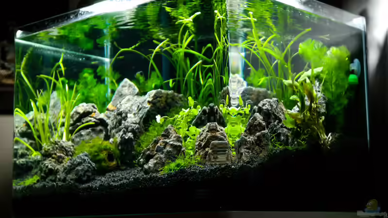 Aquarium Nickys 50 Liter Scaper´s Tank von DatNicky (2)