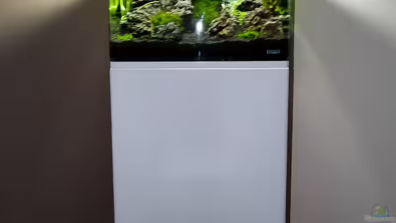Aquarium Nickys 50 Liter Scaper´s Tank von DatNicky (9)