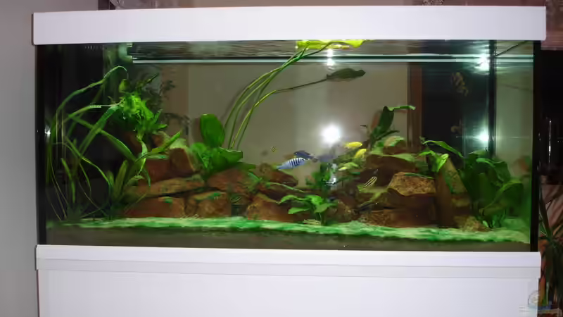 Aquarium noch mit mehr Algen und Pflanzen von Roadrunner 68 (15)