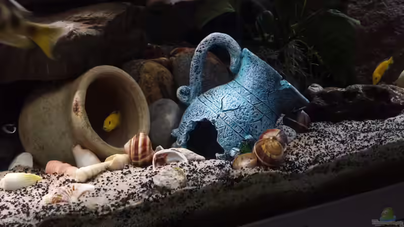 Aquarium Non  , Becken 34006 von Kevin Engelsberger (2)