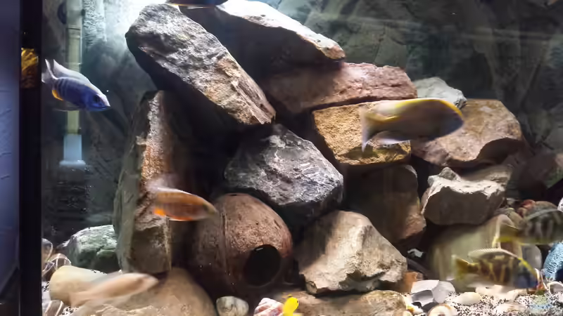 Aquarium Non  , Becken 34006 von Kevin Engelsberger (3)