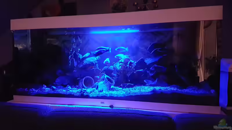 Aquarium Non  , Becken 34006 von Kevin Engelsberger (4)