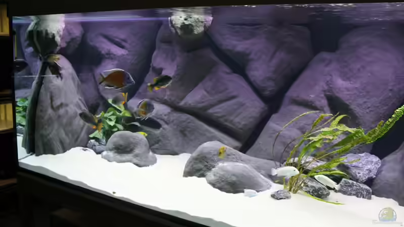 Aquarium Non Mbuna -1600 von Vision112 (5)