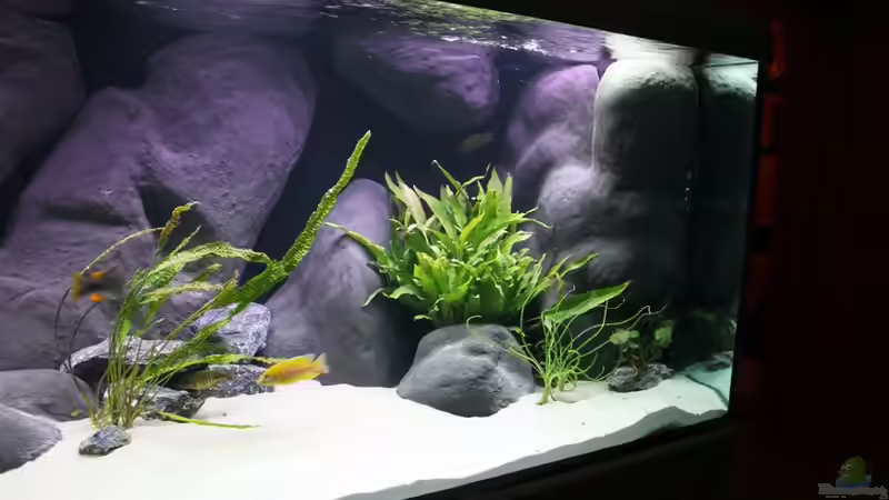 Aquarium Non Mbuna -1600 von Vision112 (6)