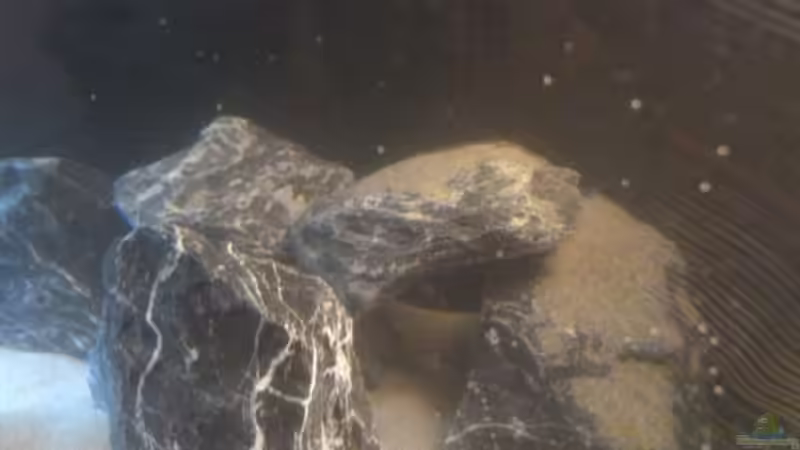 Aquarium Non Mbunas Rocks von Carsten Peters (3)