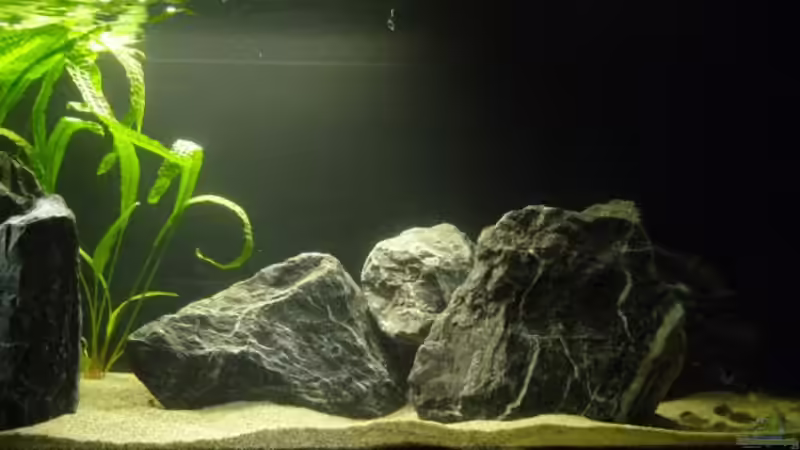 Aquarium Non Mbunas Rocks von Carsten Peters (4)