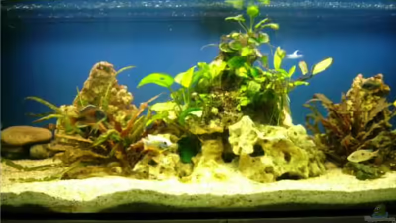 Aquarium nonmbuna becken von chrismalawifan (2)