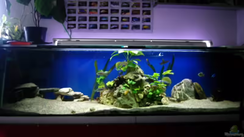Aquarium nonmbuna becken von chrismalawifan (3)