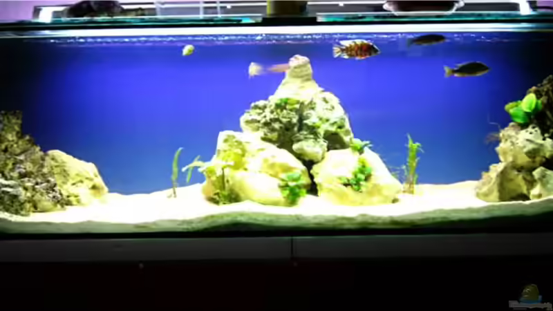 Aquarium nonmbuna becken von chrismalawifan (6)