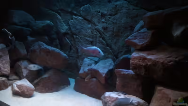 Aquarium NonMbuna-Lake von Sascha Riebke (2)