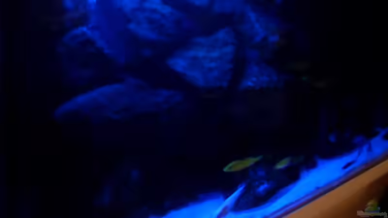 Aquarium NonMbuna-Style (aufgelöst) von Dr. Manhattan (4)