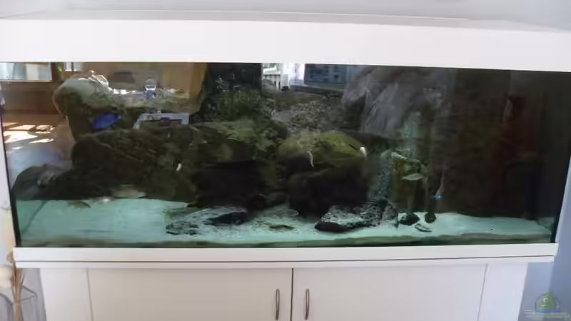Aquarium NonMbuna-Style (aufgelöst) von Dr. Manhattan (6)