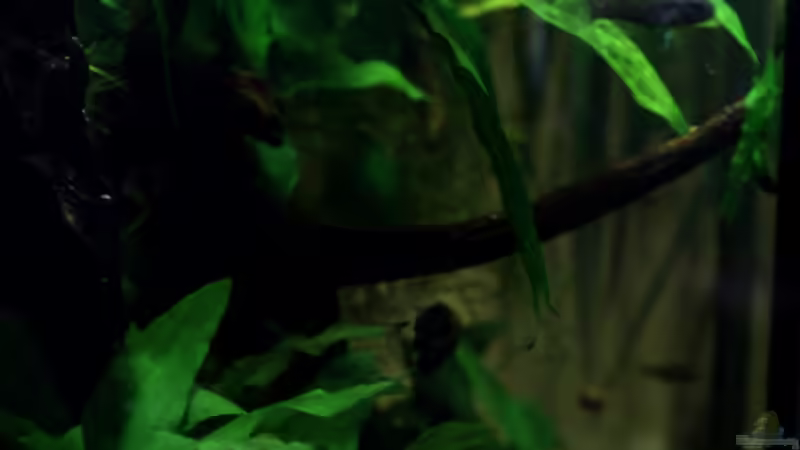 Aquarium northern territory von die Perle... (10)