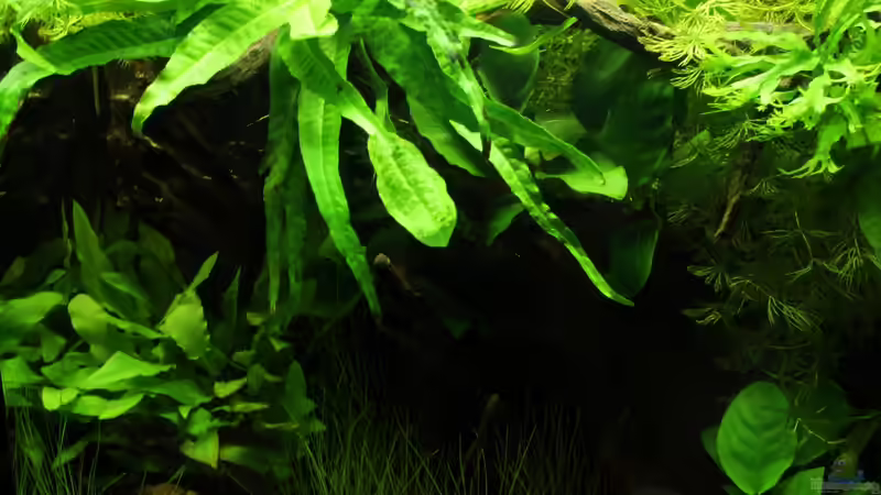 Aquarium northern territory von die Perle... (11)