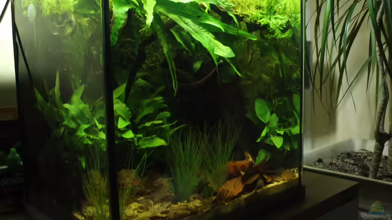 Aquarium northern territory von die Perle... (4)