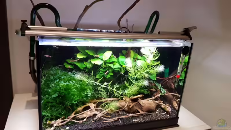 Aquarium Notfallbecken von YoshiMaus (2)