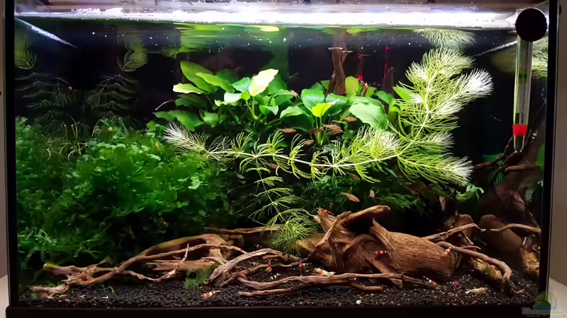 Aquarium Notfallbecken von YoshiMaus (3)