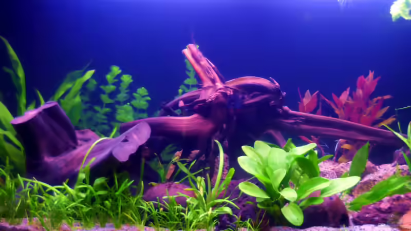 Aquarium November 2012 von Deino (6)