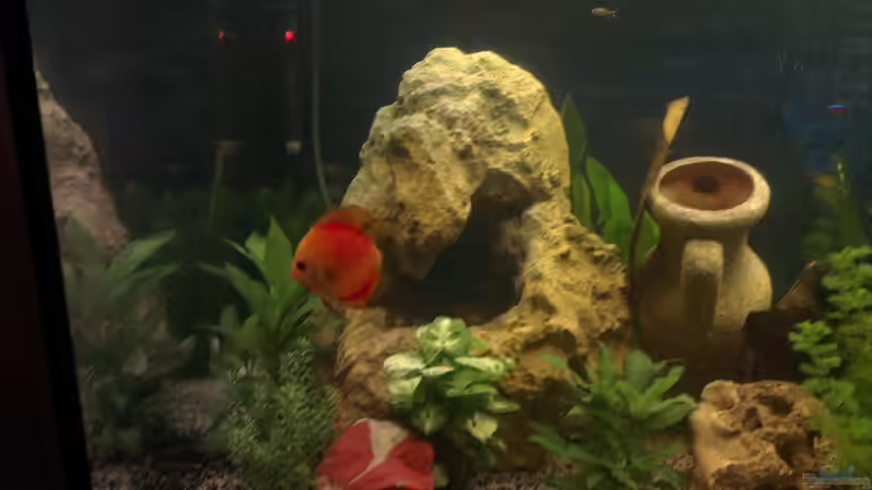 Aquarium nummer 1 von Franz Napf (12)