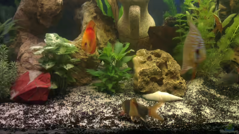 Aquarium nummer 1 von Franz Napf (13)