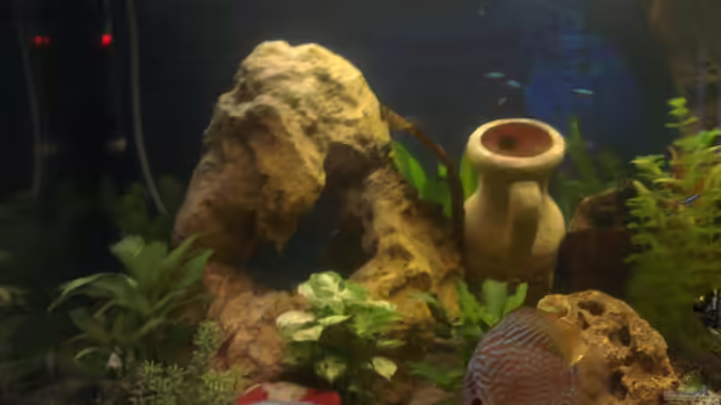 Aquarium nummer 1 von Franz Napf (14)