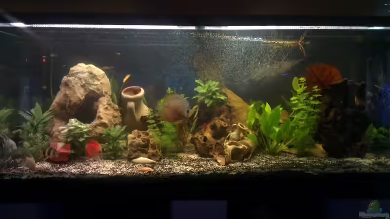 Aquarium nummer 1 von Franz Napf (19)