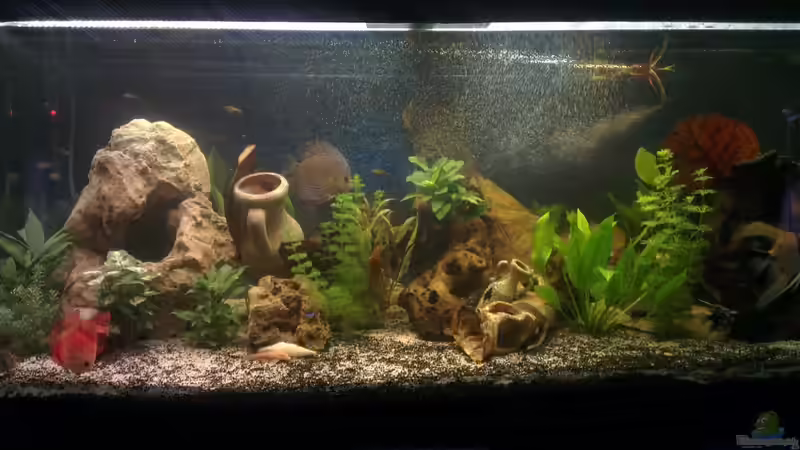 Aquarium nummer 1 von Franz Napf (20)