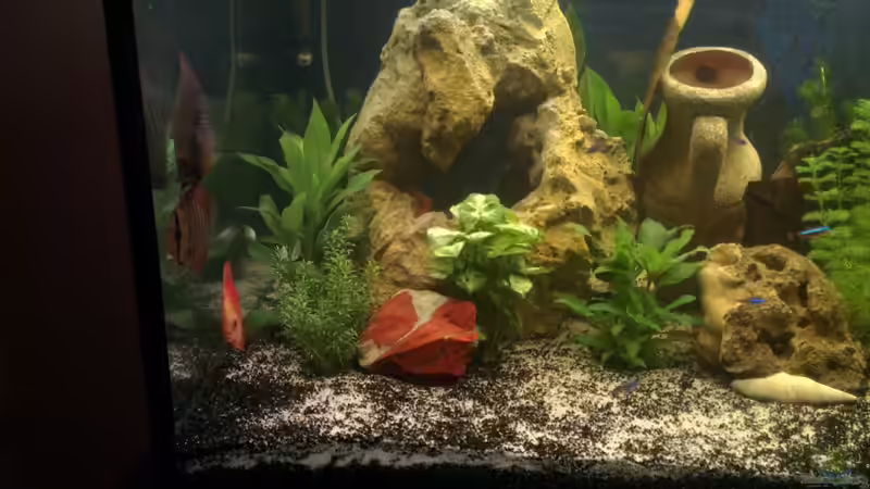 Aquarium nummer 1 von Franz Napf (22)