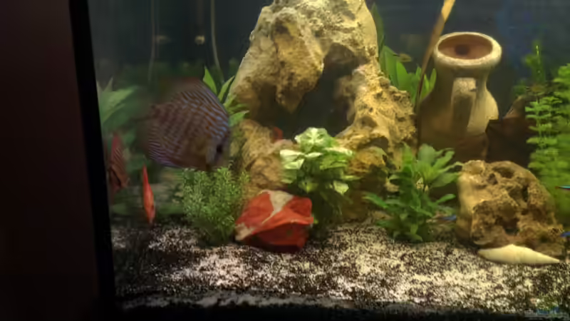 Aquarium nummer 1 von Franz Napf (23)