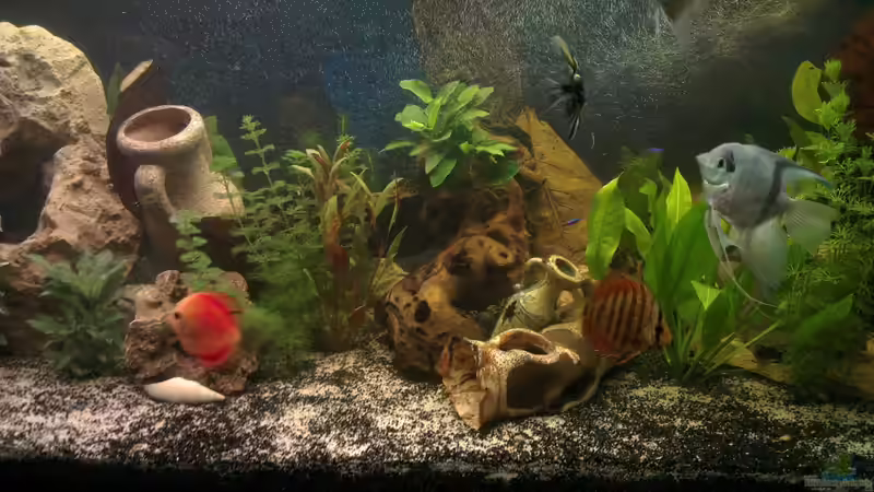 Aquarium nummer 1 von Franz Napf (3)