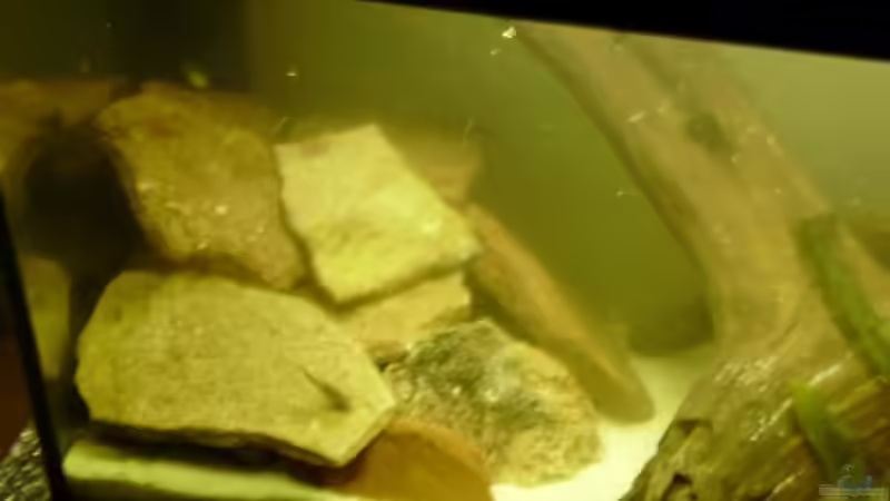 Aquarium Nur noch als Beispiel |Krebse von Andre@ (2)