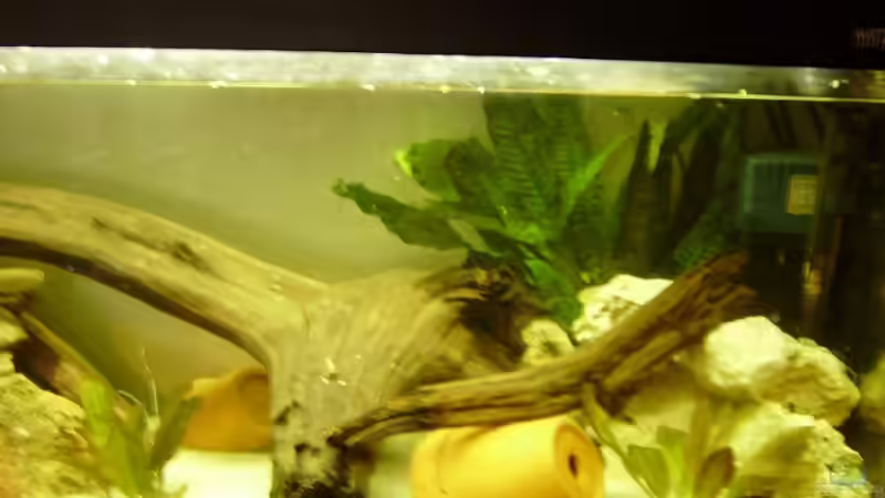 Aquarium Nur noch als Beispiel |Krebse von Andre@ (3)