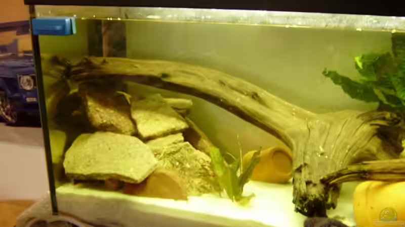 Aquarium Nur noch als Beispiel |Krebse von Andre@ (4)