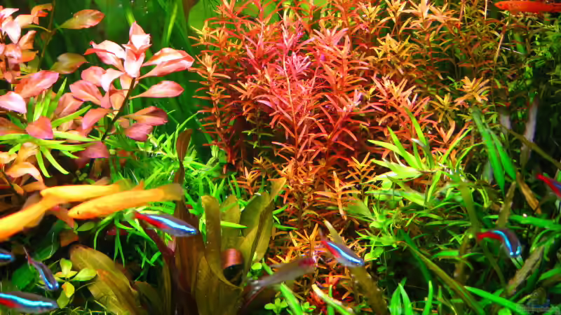 Aquarium (nur noch als Beispiel) von Andreas Bauer (10)