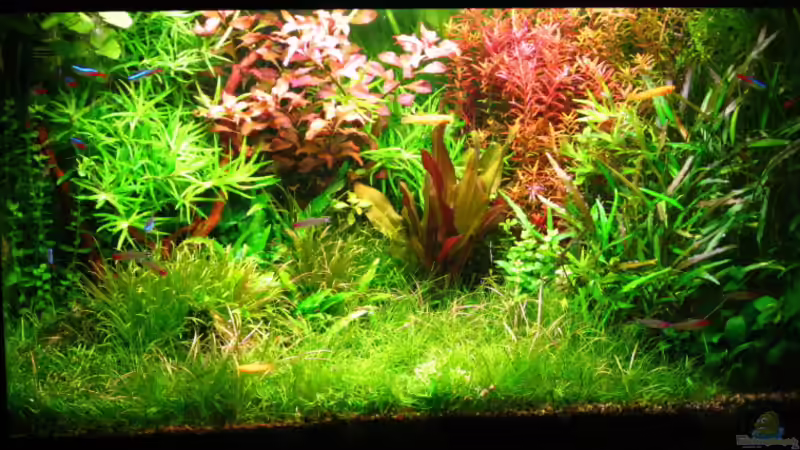 Aquarium (nur noch als Beispiel) von Andreas Bauer (11)