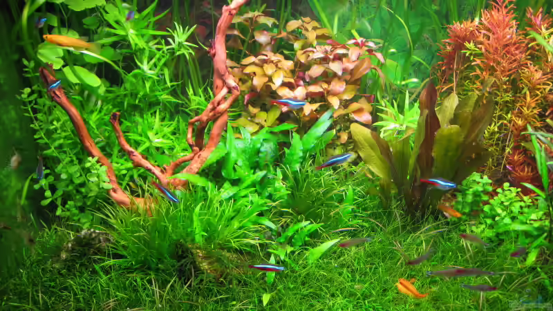 Aquarium (nur noch als Beispiel) von Andreas Bauer (4)