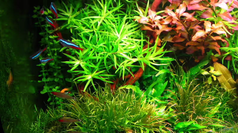 Aquarium (nur noch als Beispiel) von Andreas Bauer (7)