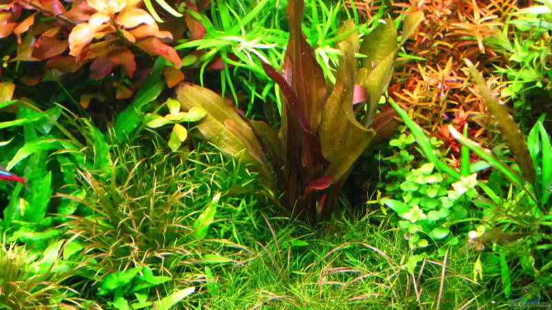 Aquarium (nur noch als Beispiel) von Andreas Bauer (9)