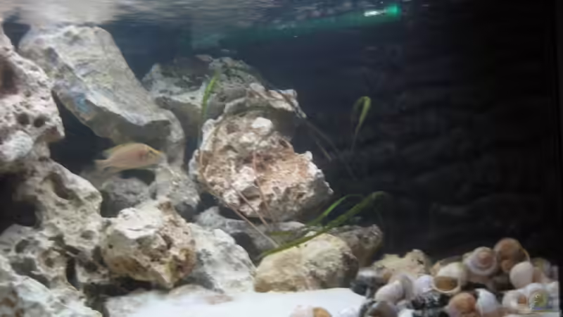 Aquarium Nur noch als Beispiel von Delta (2)